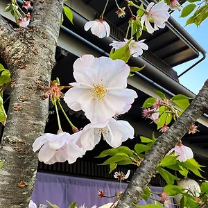 Rinn Kamiebisu 3* Kyōto
